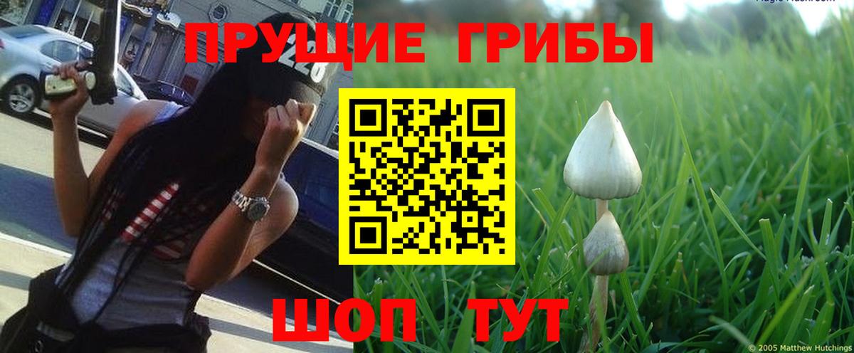 Галлюциногенные грибы Psilocybine cubensis Прохладный